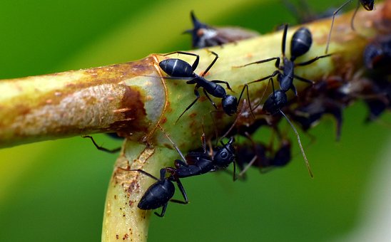 Proactive Pest Solutions - Ants Control