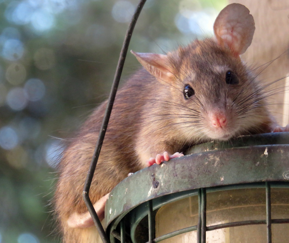 Proactive Pest Solutions - Rodent Control