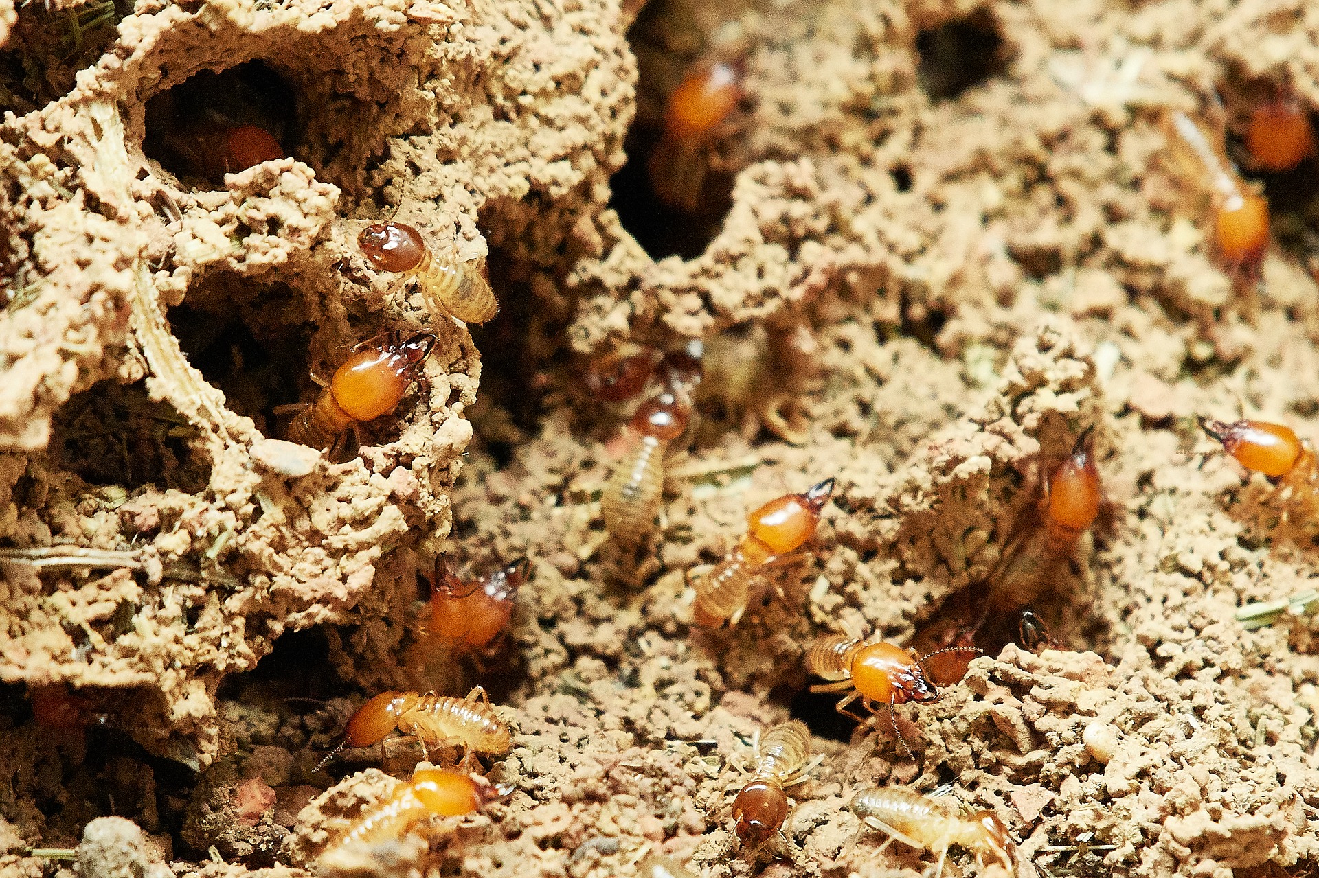 Proactive Pest Solutions - Termite Control