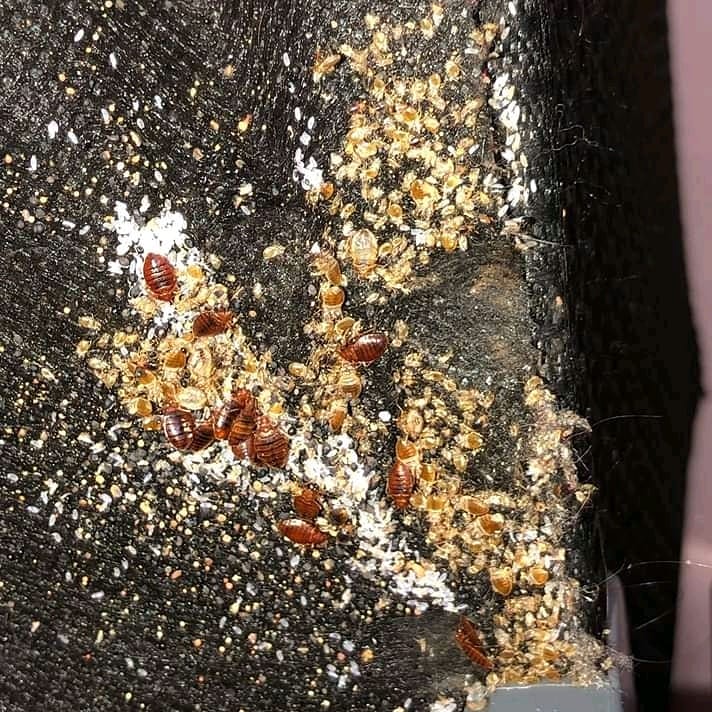 bedbug control