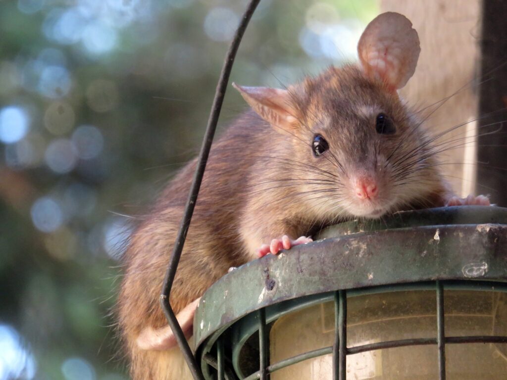 Proactive - Rodent Control